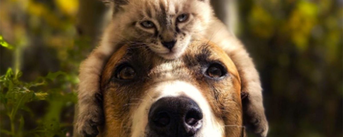 Veterinário em Santo Amaro