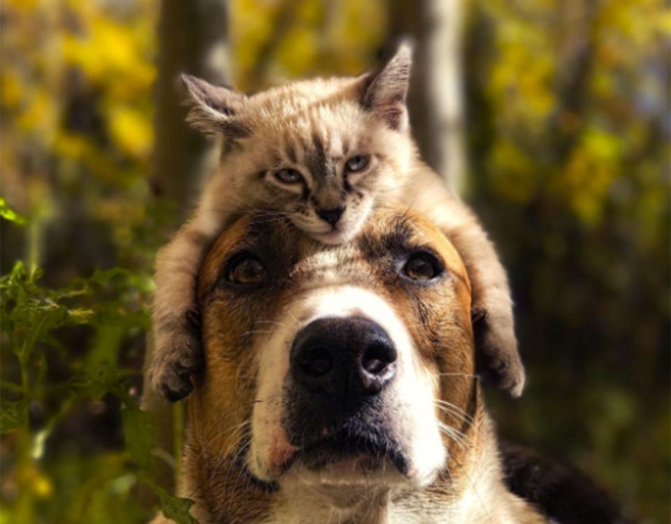 Veterinário em Santo Amaro