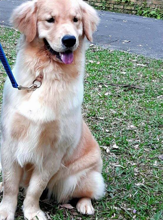 Adestramento Profissional