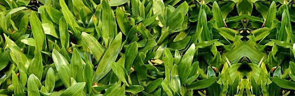 Grama São Carlos Plus