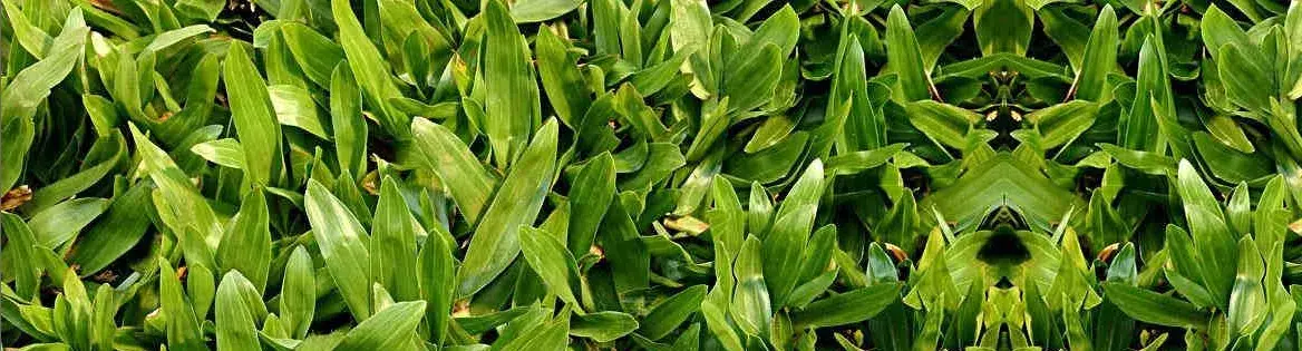 Grama São Carlos Plus