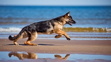 Tumor de Mama em Cachorras