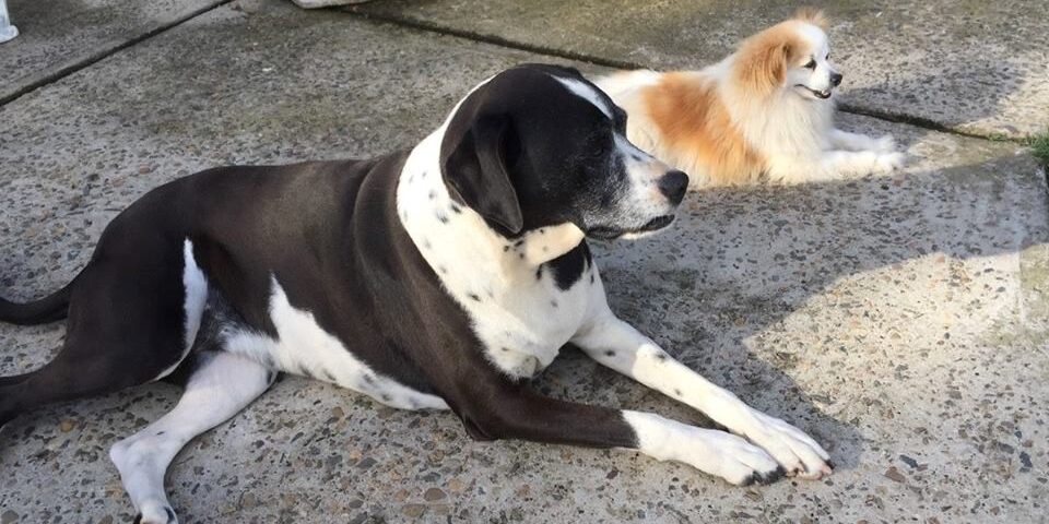 Cardiologista Veterinário