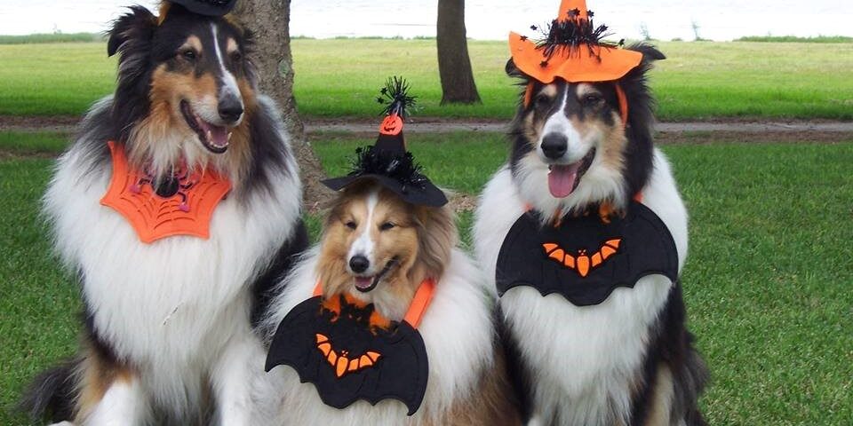 Dermatologista Veterinário