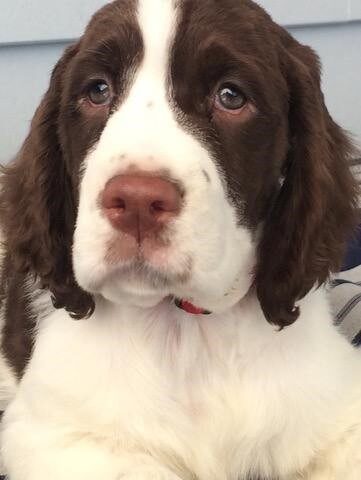 Displasia Coxo Femural