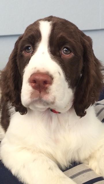 Displasia Coxo Femural