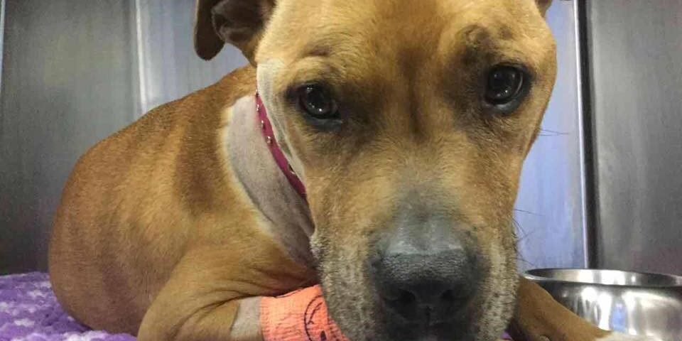 Veterinário 24 Horas