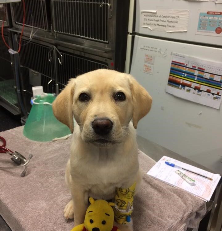 Luxação em Patela em Cães