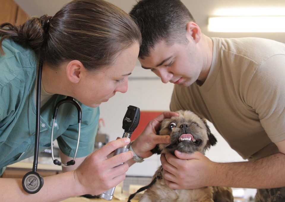 Oftalmologista Veterinário