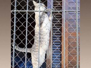 Telas de segurança para animais em sp