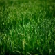 Venda de Grama esmeralda