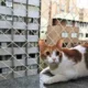 Redes de Proteção para Gato