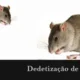 Dedetização de Ratos