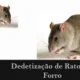 Dedetização de Ratos de Forro