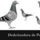 Dedetizadora de Pombos