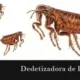 Dedetizadora de Pulgas