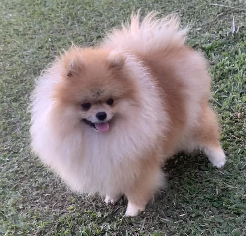 Canil de Lulu da Pomerânia em São Paulo