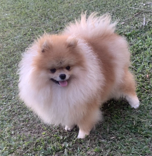 Canil de Lulu da Pomerânia em São Paulo