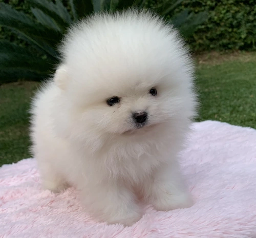 Canil de Spitz alemão