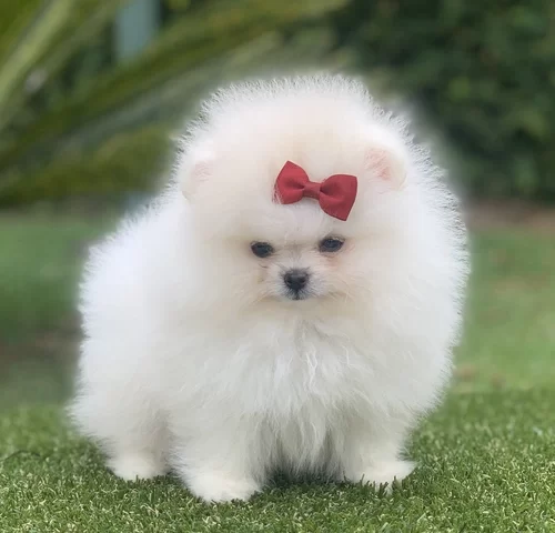 Canil de Spitz alemão em Americana