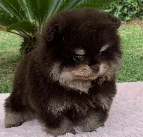 Canil de Spitz alemão em São Paulo