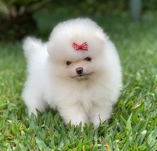 Canil de Spitz alemão em Sorocaba