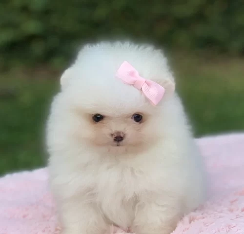 Cão de companhia em Alphaville