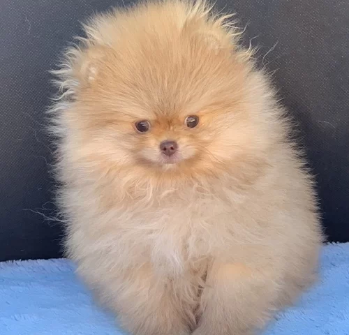 Cão de companhia em São Paulo