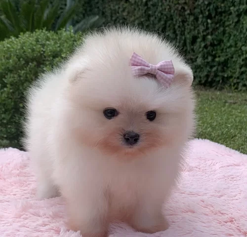 Cão de companhia no Tatuapé