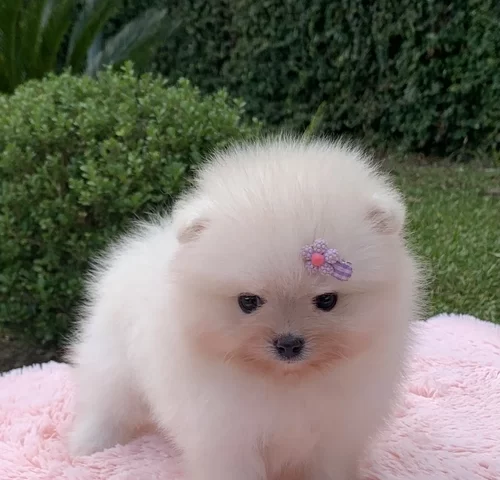 Filhote de Spitz alemão