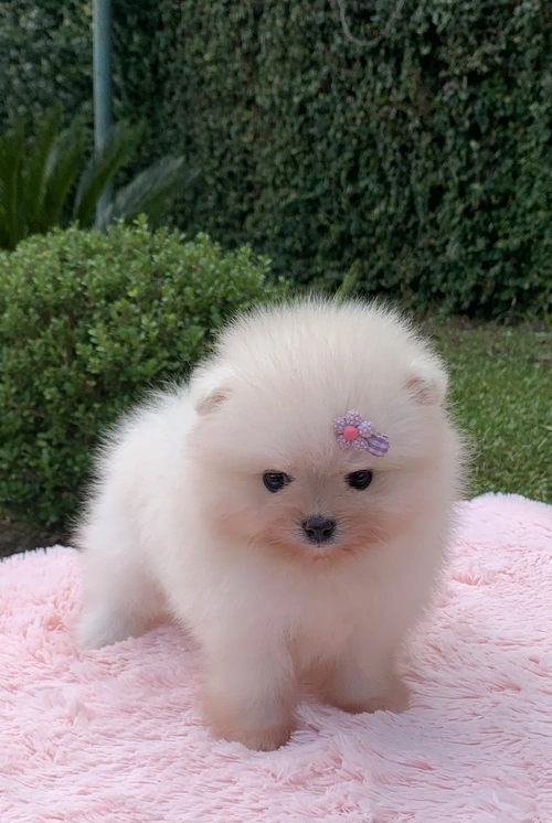 Filhote de Spitz alemão