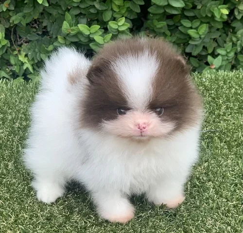 Lulu da Pomerânia em Alphaville