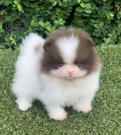 Lulu da Pomerânia em Alphaville