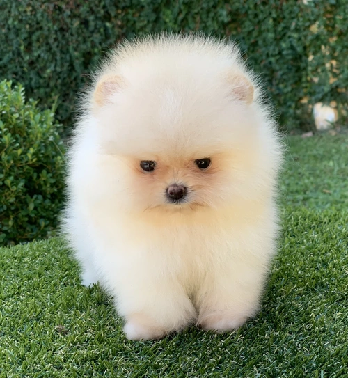 Lulu da Pomerânia em Campinas