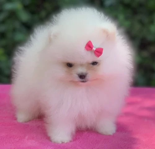 Lulu da Pomerânia em São Paulo