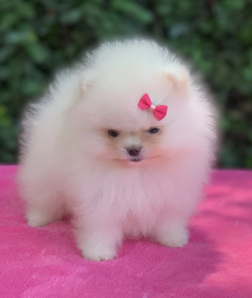 Lulu da Pomerânia em São Paulo