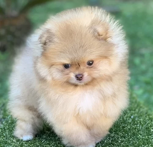 Lulu da Pomerânia em Sorocaba