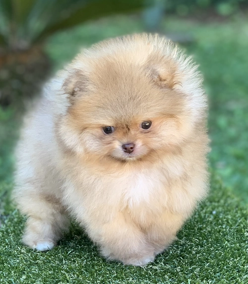 Lulu da Pomerânia em Sorocaba