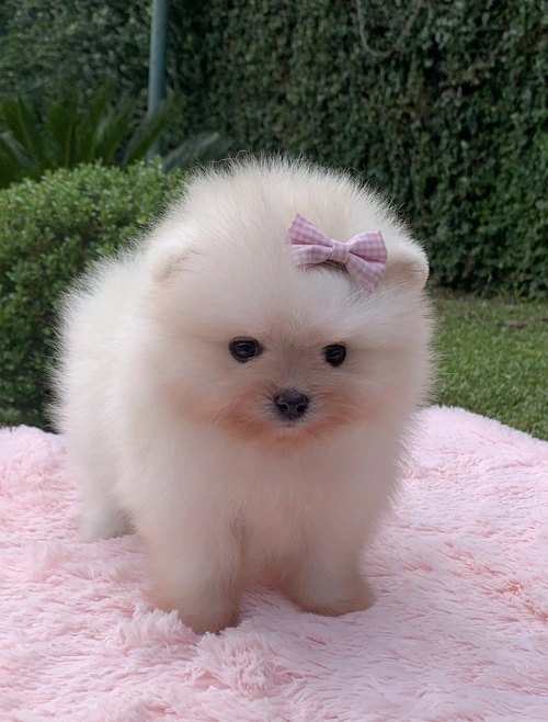 Lulu da Pomerânia no Morumbi