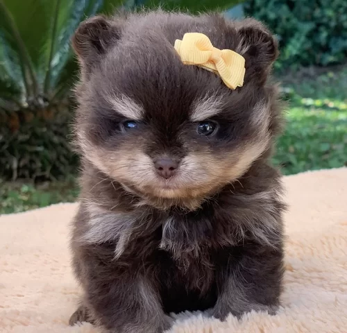 Spitz alemão anão em Alphaville