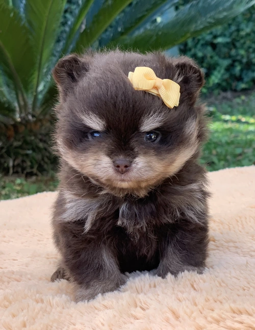 Spitz alemão anão em Alphaville