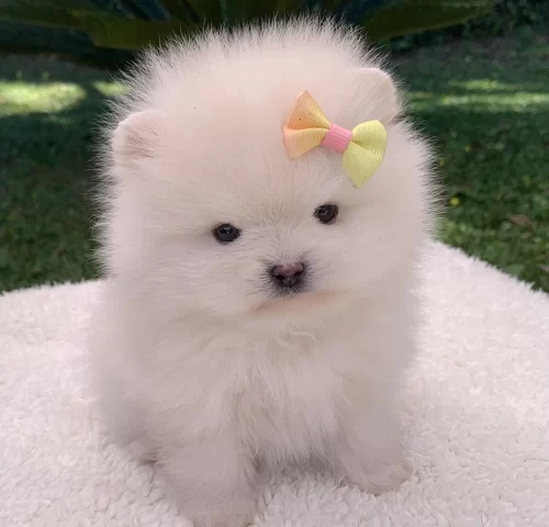 Spitz alemão em São Paulo