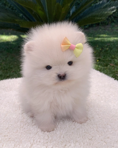 Spitz alemão em São Paulo