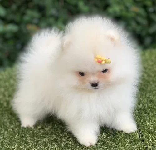 Spitz alemão anão no Morumbi