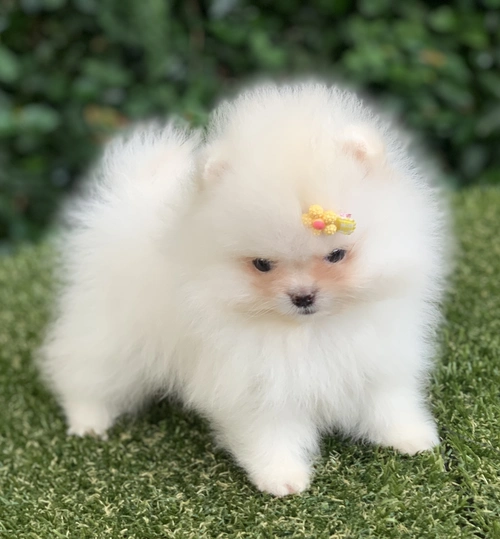 Spitz alemão anão no Morumbi