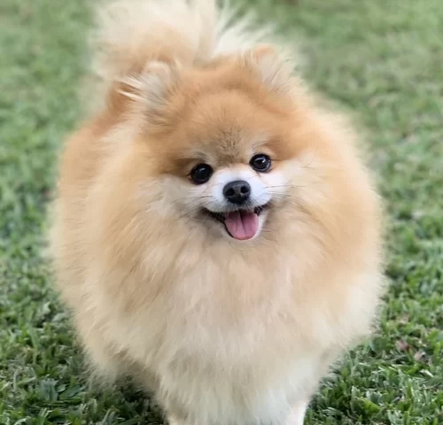 Spitz alemão em Limeira