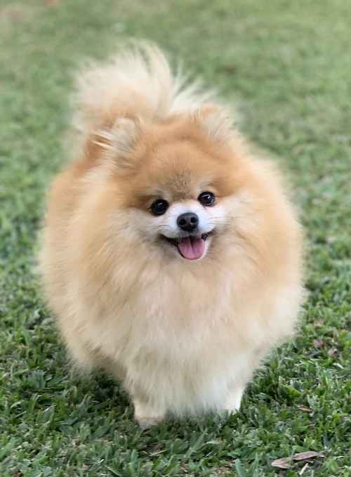 Spitz alemão em Limeira