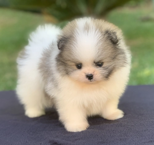 Spitz alemão em Sorocaba