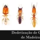Dedetização de Cupim de Madeira