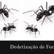 Dedetização de Formigas